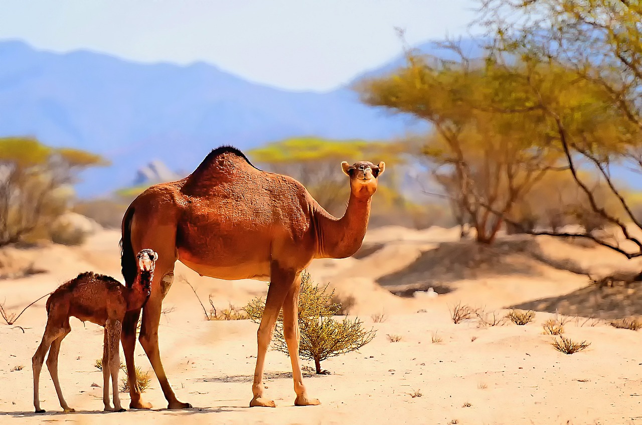 Visum für Saudi Arabien als Schweizer